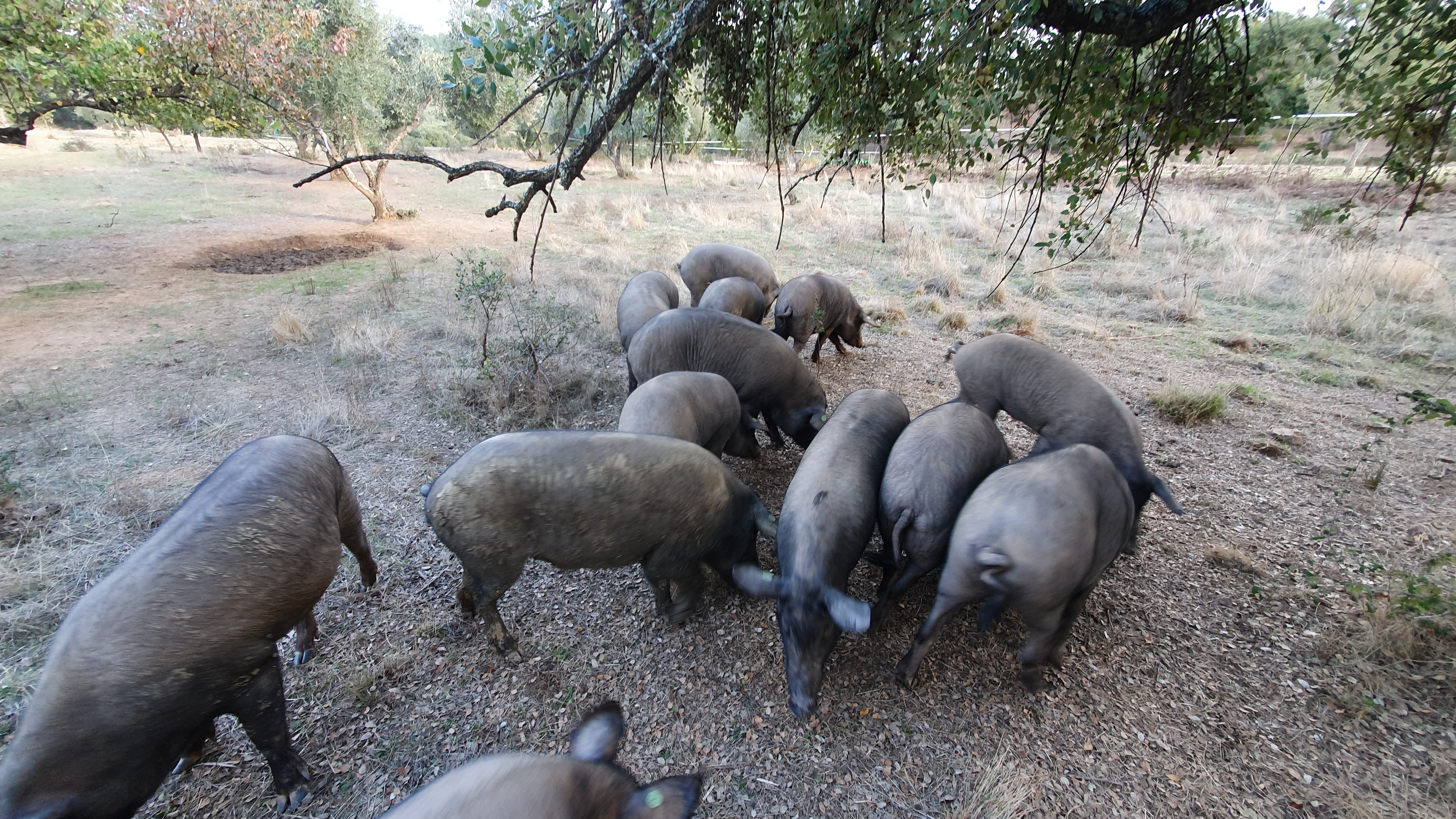 5J,Bellota,Cinco Jotas,IBERICO,Jabugo,JAMON,OSBORNE,哈布果,火腿,西班牙,西班牙南部,黑標火腿 5J,Bellota,Cinco Jotas,IBERICO,Jabugo,JAMON,OSBORNE,哈布果,火腿,西班牙,西班牙南部,黑標火腿
