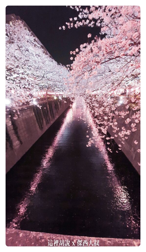 夜櫻,日本,日本旅遊,東京,櫻花,櫻花季節,目黑,目黑川,簡要照片記錄,賞櫻