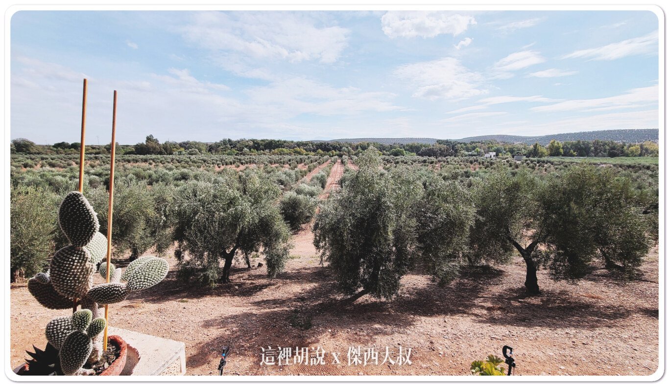 2023,Aires de Jaén,Jaén,哈恩,巴狄尼絲莊園,橄欖油,橄欖田,西班牙,西班牙南部 2023,Aires de Jaén,Jaén,哈恩,巴狄尼絲莊園,橄欖油,橄欖田,西班牙,西班牙南部