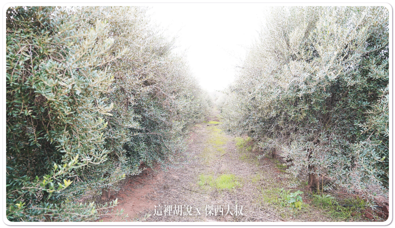 2023,Aires de Jaén,Jaén,哈恩,巴狄尼絲莊園,橄欖油,橄欖田,西班牙,西班牙南部 2023,Aires de Jaén,Jaén,哈恩,巴狄尼絲莊園,橄欖油,橄欖田,西班牙,西班牙南部