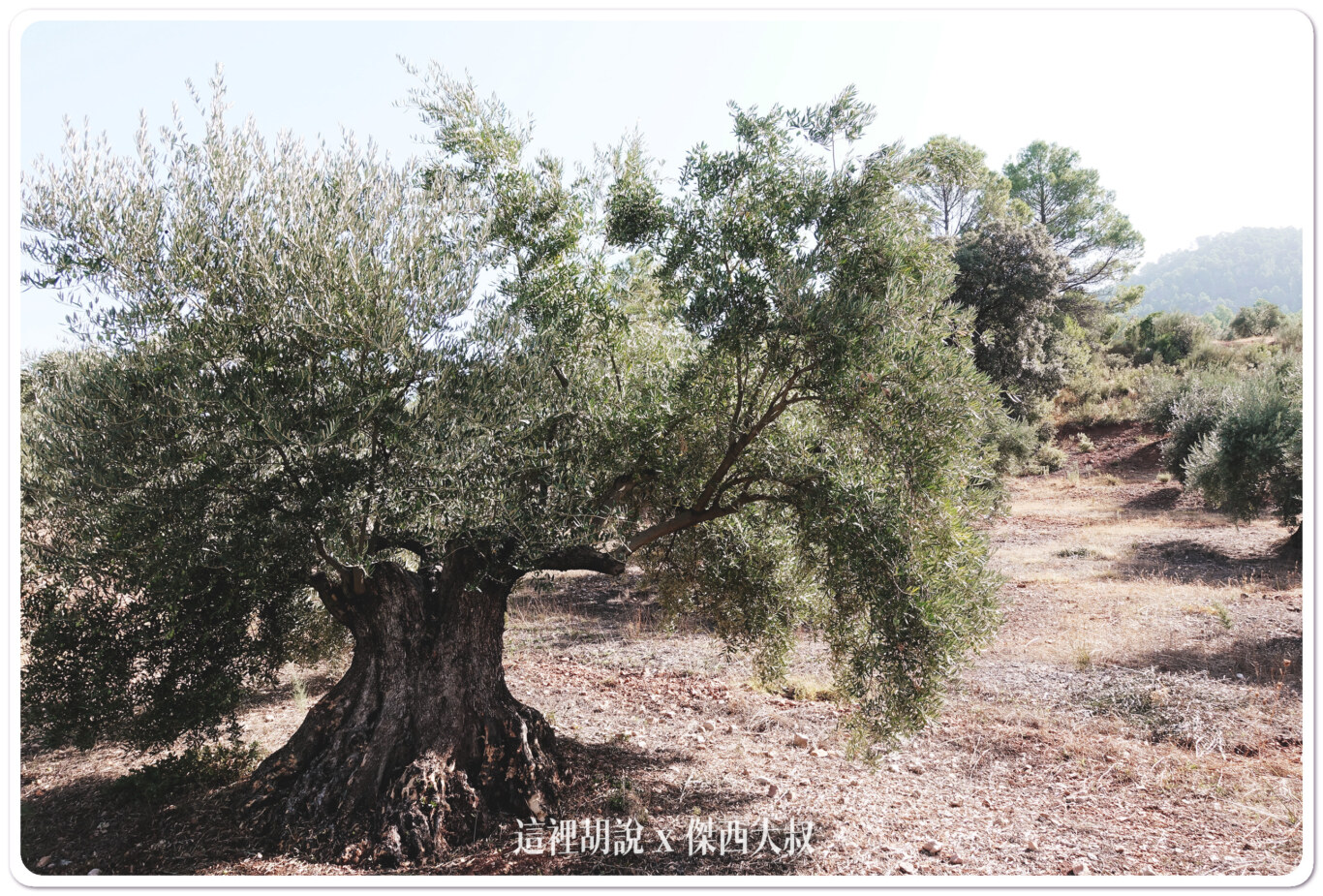 EVOO,JEAN,PICUAL,早摘,橄欖油,海恩,綠橄欖,西班牙 EVOO,JEAN,PICUAL,早摘,橄欖油,海恩,綠橄欖,西班牙