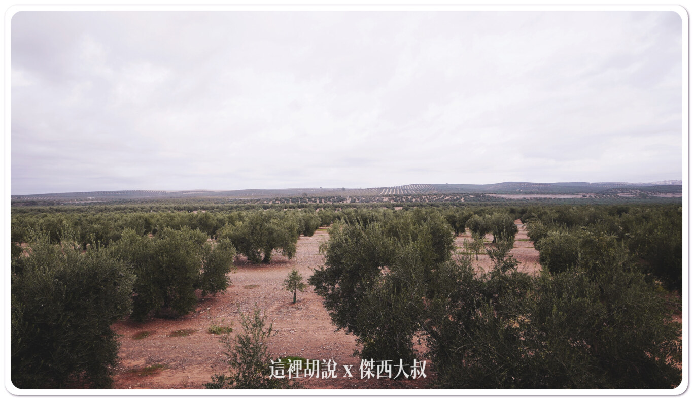 2023,Aires de Jaén,Jaén,哈恩,巴狄尼絲莊園,橄欖油,橄欖田,西班牙,西班牙南部 2023,Aires de Jaén,Jaén,哈恩,巴狄尼絲莊園,橄欖油,橄欖田,西班牙,西班牙南部
