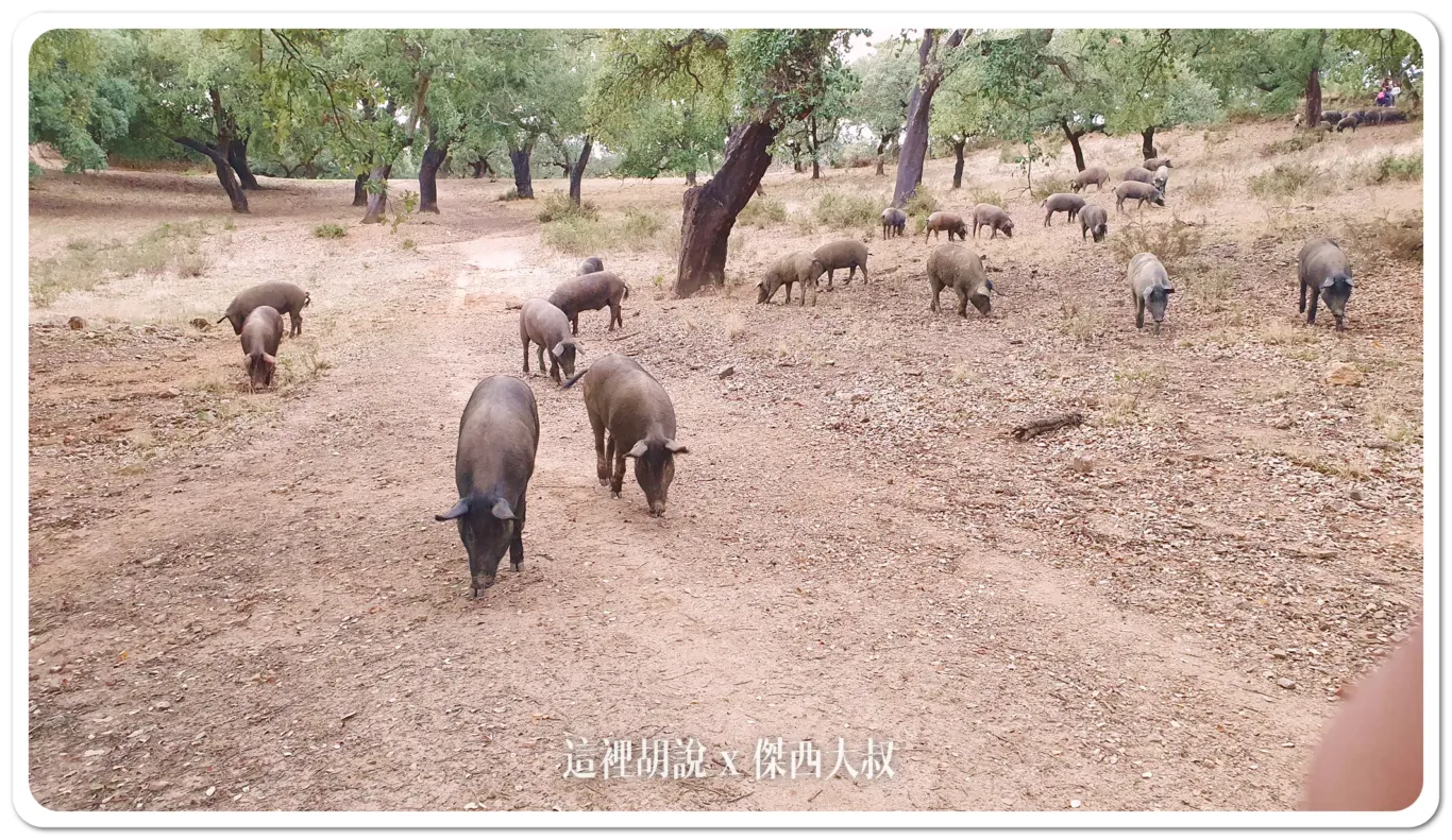 2023,5J,5J火腿,Cinco Jotas,IBERICO,Jabugo,JAMON,OSBORNE,伊比利豬,傑西吃貨筆記,哈布果,火腿,美食,西班牙,西班牙南部,西班牙美食,黑標火腿,黑毛豬 2023,5J,5J火腿,Cinco Jotas,IBERICO,Jabugo,JAMON,OSBORNE,伊比利豬,傑西吃貨筆記,哈布果,火腿,美食,西班牙,西班牙南部,西班牙美食,黑標火腿,黑毛豬