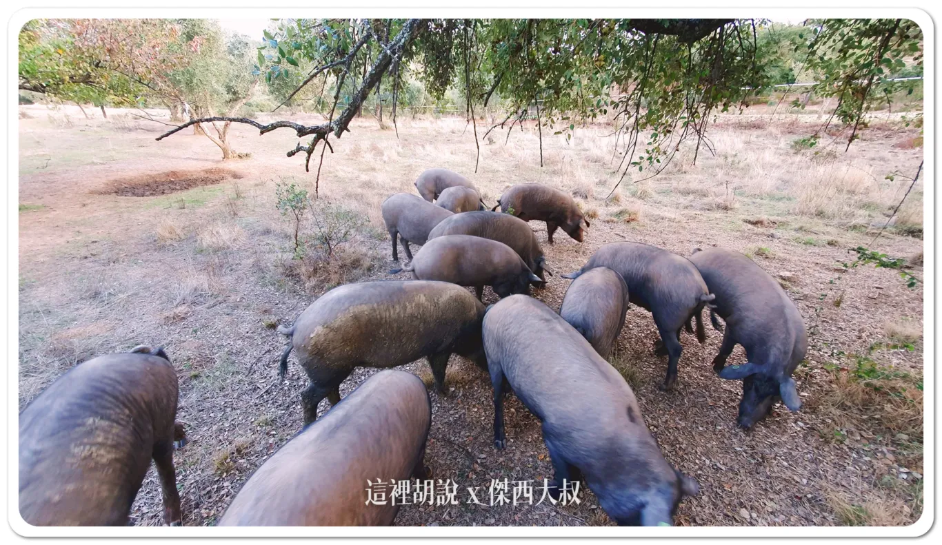 2023,5J,5J火腿,Cinco Jotas,IBERICO,Jabugo,JAMON,OSBORNE,伊比利豬,傑西吃貨筆記,哈布果,火腿,美食,西班牙,西班牙南部,西班牙美食,黑標火腿,黑毛豬 2023,5J,5J火腿,Cinco Jotas,IBERICO,Jabugo,JAMON,OSBORNE,伊比利豬,傑西吃貨筆記,哈布果,火腿,美食,西班牙,西班牙南部,西班牙美食,黑標火腿,黑毛豬