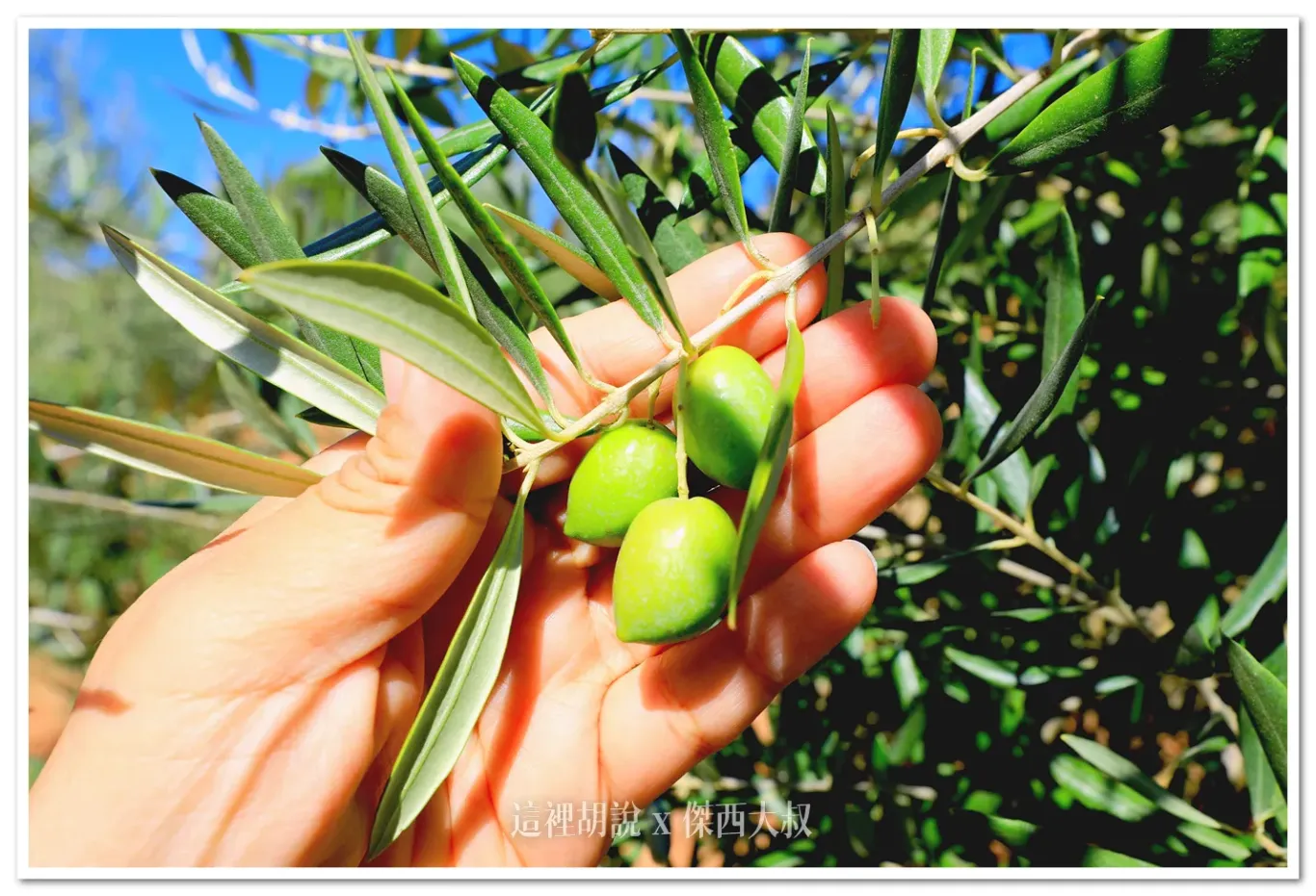 EVOO,JEAN,PICUAL,早摘,橄欖油,海恩,綠橄欖,西班牙 EVOO,JEAN,PICUAL,早摘,橄欖油,海恩,綠橄欖,西班牙