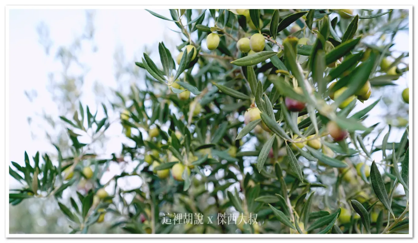 EVOO,JEAN,PICUAL,早摘,橄欖油,海恩,綠橄欖,西班牙 @傑西大叔 x 這裡胡說