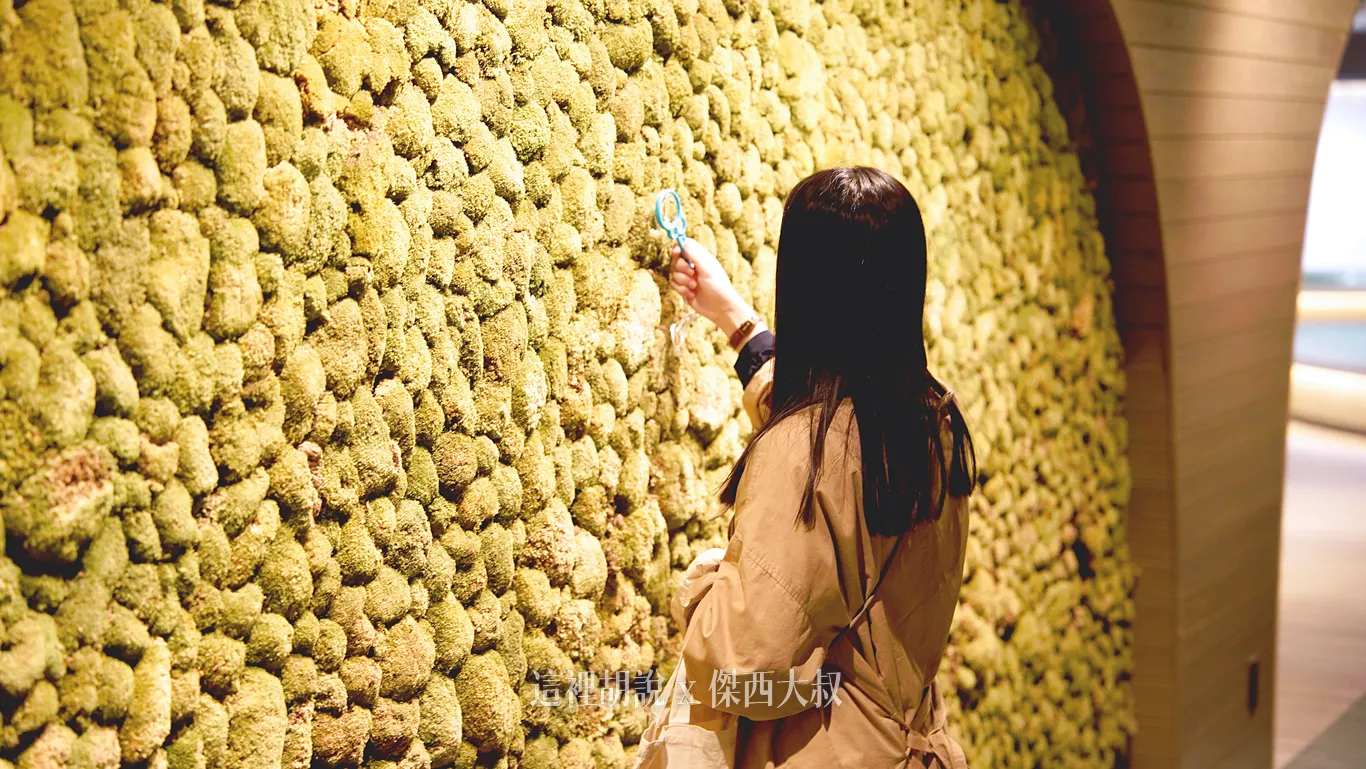 可以利用放大鏡觀察苔蘚跟孢子